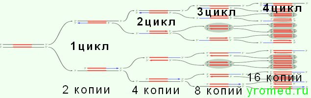  Схема увеличения копий ДНК  